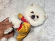 Gülümseyen Surat Teacup Pomeranian Boo Yavrusu