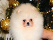 Kartopu Kürklü Pomeranian Boo | Minyatür Ayı Surat Yavru