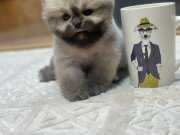 Ayı surat Pomeranian Boo Yavrularımız 