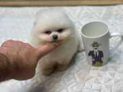 İrk ve  sağlık garantili yavrular