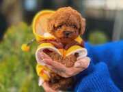 Tedy Micro Poodle Yavrularımız 