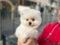 Tedy Face Pomeranian Boo Yavrularımız 