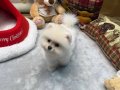 Tedy Face Pomeranian Boo yavrular new