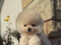 Korean Micro Pomeranian Boo