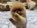 Teddy Bear Pomeranian Boo | Safkan Formda Yavru