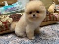Orijinal Pomeranian Boo | Teddy Bear Suratlı Yavru