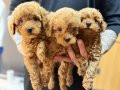Tedy Poodle Yavrularımız 