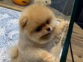 Teddy Face Pomeranian Boo Yavrularımız | KÖPEK DÜNYASI