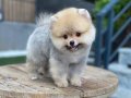 Teddy Bear Suratlı Pomeranian Boo Yavruları ile Neşeli Bir Başlangıç