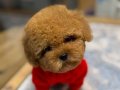 Akıllı ve Tüy Dökmeyen Kıvırcık Toy Poodle Yavruları
