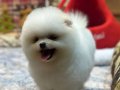 Tedy Face Pomeranian Boo Yavrusu
