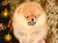 Orange Pomeranian boo