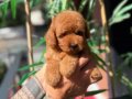 Luvpaw Ayrıcalığı ile Kore Poodle Yavrular