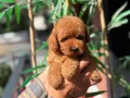 Luvpaw Ayrıcalığı ile Kore Poodle Yavrular