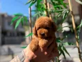 Luvpaw Ayrıcalığı ile Kore Poodle Yavrular