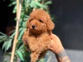 Luvpaw Ayrıcalığı ile Kore Poodle Yavrular