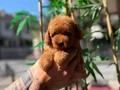 Luvpaw Ayrıcalığı ile Kore Poodle Yavrular