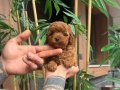 Luvpaw dan Micro Kore Poodle Bebekler 