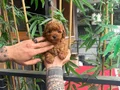 Luvpaw dan Micro Kore Poodle Bebekler 
