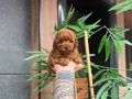 Luvpaw dan Micro Kore Poodle Bebekler 