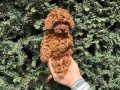Luvpaw Villamızdan Özel ırk Yavrularımız 