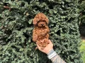 Luvpaw Villamızdan Özel ırk Yavrularımız 