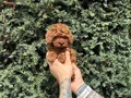Luvpaw Villamızdan Özel ırk Yavrularımız 
