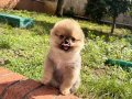 Luvpaw Tedy Bear Pomeranian Pupy