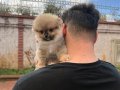 Luvpaw Tedy Bear Pomeranian Pupy