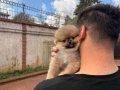 Luvpaw Tedy Bear Pomeranian Pupy