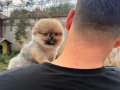 Luvpaw Tedy Bear Pomeranian Pupy