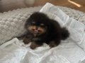 Luw paw dan En özel Pomeranian Yavrular 