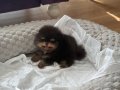 Luw paw dan En özel Pomeranian Yavrular 