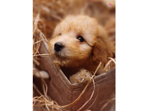 Afacan Toy Poodle 