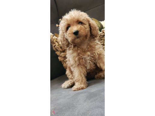 Veteriner teknikerinden sevimli toy poodle dişi