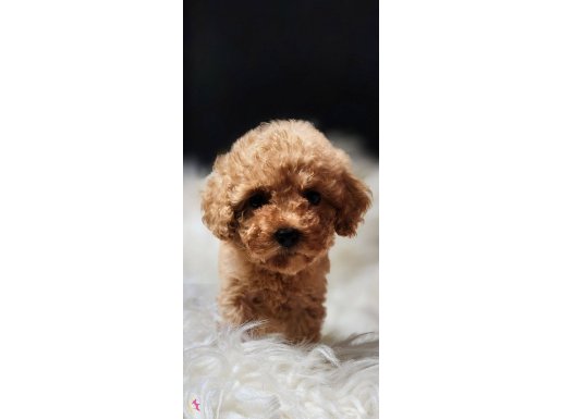 Veteriner teknikerinden sevimli toy poodle kardeşler 