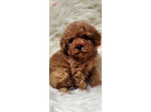 Oyuncu yumurcak toy bebek 