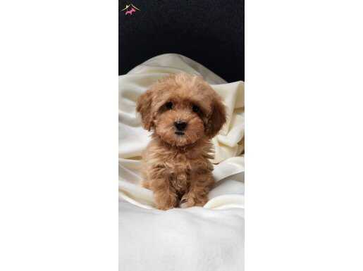 Kilo garantili teacup dişi poodle 