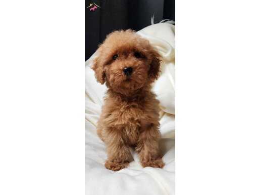 Veteriner teknikerinden ev doğumlu sağlık garantili toy 