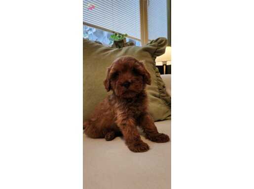 Veteriner teknikerinden kızıl kahve şipşirin maltipoo