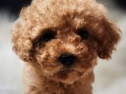 Veteriner teknikerinden sevimli toy poodle kardeşler 