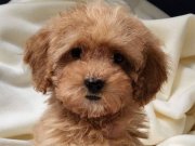 Kilo garantili teacup dişi poodle 