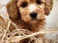 Veteriner teknikerinden sevimli poodle bebek 