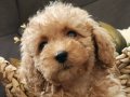 Veteriner teknikerinden sevimli toy poodle dişi