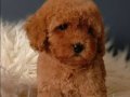 Veteriner teknikerinden ırk ve sağlık garantili Toy Poodle 