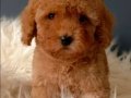 Veteriner teknikerinden ırk ve sağlık garantili Toy Poodle 
