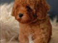 Veteriner teknikerinden ırk ve sağlık garantili Toy Poodle 