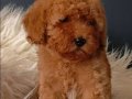 Veteriner teknikerinden ırk ve sağlık garantili Toy Poodle 
