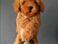 Veteriner teknikerinden ırk ve sağlık garantili Toy Poodle 