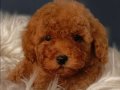Veteriner teknikerinden ırk ve sağlık garantili Toy Poodle 